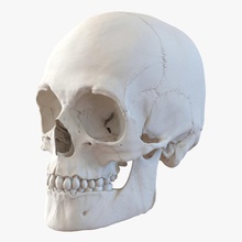 male human skull 3d molier 3ds anatomy body bone character cranium head international jaws man medical medicine model nose people realistic science skeleton teeth vray 3d print model - Mito3D