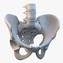 erkek pelvis anatomi vücut kemik karakter detay disk çocuklar kalça insan bacaklar adam tıbbi model pelvik sakrum sahasrad iskelet spinal omurga sistem kuyruk torso vertebral 3d print model - Mito3D