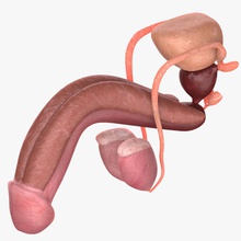male reproductive system 3duniverse anatomy blad body character circulatory endocrine genital human kidney man medical model penis pro prostate science scrotum testes testicles urethra urinary 3d print model - Mito3D