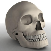 macho cráneo 3dmb la anatomía cuerpo hueso carácter humanos masculino de medicina esquelético el esqueleto sistema 3d print model - Mito3D