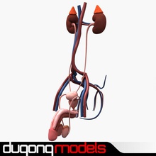 male urinary & reproductive systems anatomy body character circulatory dugm01 dugongmodels genital health human kidney man medical model penis prostate science scrotum system teste testicles urethra urinario zygote 3d print model - Mito3D