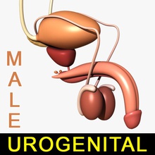 male urogenital system anatomy bladder body character human internal kidney leo3dmodels model organs ovaries penis prostate sex testes urethra 3d print model - Mito3D