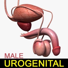 male urogenital tex anatomy bladder body character human internal kidney leo3dmodels model organs ovaries penis prostate sex system testes urethra 3d print model - Mito3D