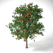 malus 37 metre elma ağacı 3 7 apple çalılar dekor tasarım domestica çiçek meyve bahçe çim yeşil manzara lanfir111 yaprak model otopark bitki ağaç yard 3d print model - Mito3D