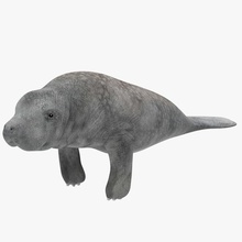 manatee 3d vagabondo animale biologia il corallo dugongo pesce marino modello oceano stagno qualità realistici mare shark storione nuoto subacquea wanderer acqua 3d print model - Mito3D