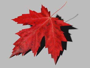 maple leaf essentials foliage game model plant red small tree 3d print model - Mito3D
