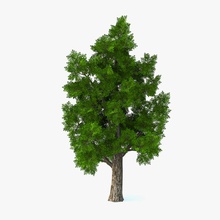 akçaağaç ağaç 3d mimarlık bark çalılar elemanları ortamlar orman sıkı bağlamak manzara yaprak daha düşük maple model doğa otopark bitki poly örtüsü 3d print model - Mito3D