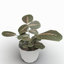 maranta 3d Görünümüdür aeche mimari çalılar dekorasyon dış çiçek iç manzara yaprak max model bitki pot küçük ağaç V-ray'in 3d print model - Mito3D