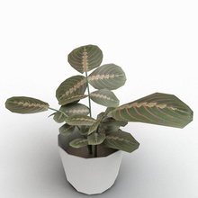 maranta 3d 3ds aeche architettonici cespugli la decorazione esterno fiore interni paesaggio foglia max modello pianta pot arbusti piccola albero vray 3d print model - Mito3D