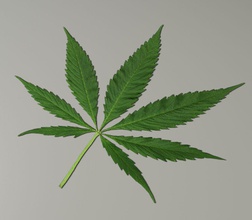 foglia di marijuana le droghe gfx artista la medico pianta pot scienza piccola 3d print model - Mito3D