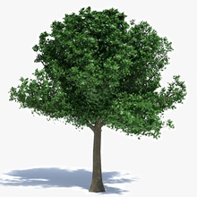 de tamaño mediano árbol abramsdesign la corteza grande los entornos el follaje bosque hoja medio modelo naturaleza planta paisaje verano altura vegetación 3d print model - Mito3D