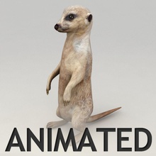 meerkat animato animale animata animazione bipede l'osso la pelliccia kvakling più in basso lowpoly mammifero modello mangusta gli animali domestici poli roditore lo scoiattolo stand suricate 3d print model - Mito3D