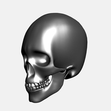 metal cráneo anatómica la anatomía biología cuerpo hueso carácter humanos las mandíbulas luz verde de medicina el metálico modelo nariz esqueleto dientes 3d print model - Mito3D
