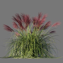 miscanthus sinensis rotfeder bushes flora flower grass levitskiy model ornamental outdoor plant red 3d print model - Mito3D