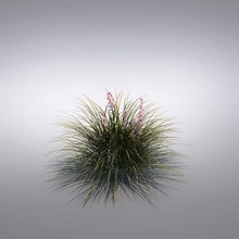 miscanthus festuca de la flor hierba modelo ornamentales planta los arbustos pequeño vizmode 3d print model - Mito3D