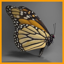 kelebek monarch hayvan kuş hata danaus çiçek bahçe böcekler maya süt kardeş model plexippus swallowtail th3d viceroy 3d print model - Mito3D