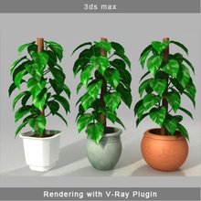 money plant aureum canache epipremnum flowerpot leaf model office planter pot small tree trunk vase vine 3d print model - Mito3D