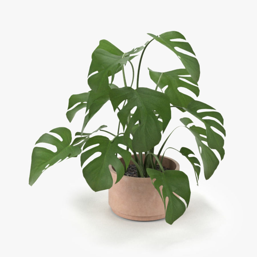 monstera pflanze animiert 3ds animierte fcviz Innenraum max Modell klein vray 3D print model - Mito3D