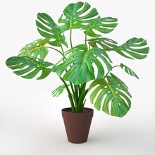 monstera plant v 2 3d 3ds collection decoration garden leaf max model nardid realistic vase vray 3d print model - Mito3D