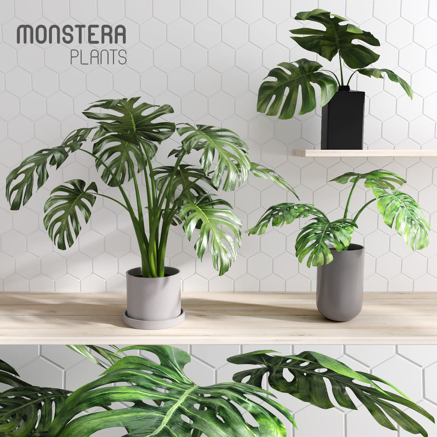 monstera piante cespugli deliciosa fogliame siepi casa pianta d'appartamento indoor interni ivy foglia loft macrox modello la piantagione fioriera pot camera scandinavi arbusti piccola albero 3D print model - Mito3D