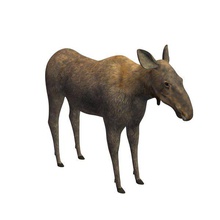 moose female v1 animals printable lowpoly 3d print model - Mito3D