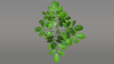 le moringa activepoly de benzyle sang calcium chimique pilon les aliments frais vert healt lam la feuille médecine modèle naturel oleifera l'usine poudre d'arbre en arbre blanc 3d print model - Mito3D