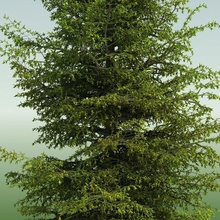 02 dağ hemlock kozalaklı ağaç mimarlık daniel magyar ortamlar orman manzara yaprak model mountainhemlock doğa otopark bitki yağmur ormanları sahne tropikal örtüsü 3d print model - Mito3D