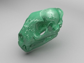 mountain lion skull animal avidarchaeologist bone cat feline fossil model 3d print model - Mito3D