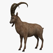 montanhas de cabra 3d vagabundo animais artiodactyl curral billy orelha elefante olho farm ríspida unhas horn o cavalo lhama modelo montanha ovelhas a lã 3d print model - Mito3D