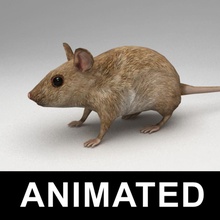 mouse rigged 3d animal animated bone gray kvakling laboratory little lowpoly mammal model rat rig rodent walking 3d print model - Mito3D