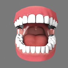 mouth 3d 3ds anatomy autodesk body character female gum head human juan8luna male man max maya model people teeth tounge woman 3d print model - Mito3D