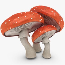 mushrooms amanita 3d 3dror agaric collection cup drugs fly forest fungus model mushroom nactarius natural nature organic plant set shroom small spore toadstool vegetable 3d print model - Mito3D
