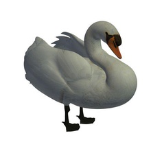 mute swan v1 male animals printable lowpoly 3d print model - Mito3D