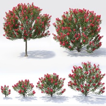 nerium oleander coleção apocynaceae flor dogbane jardim jimd a folha modelo pétala planta venenosa realista arbustos pequena primavera árvore 3d print model - Mito3D