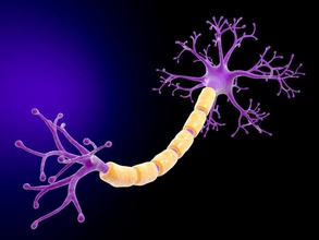 neurone l'anatomie axone corps caractère danila00 les extrémités de l'homme membres modèle nerveux synapse système 3d print model - Mito3D