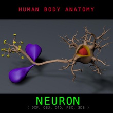 neuron Anatomie texturiert Körper Gehirn Zelle Charakter Dendriten Mensch die medizinische Mikroskop Modell nervös neuronale Wissenschaft Struktur synapse textur tiomauanatomy unjosnav worldanatomy 3d print model - Mito3D