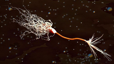 gaine de myéline des neurones l'anatomie axone la biologie corps cerveaux caractère les dendrites maladie l'homme l'intelligence médicaux microscopie l'esprit modèle nerf neurone recherche science scyrus le crâne 3d print model - Mito3D