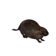 northamericanbeaver v1 nord américain castor animaux imprimable lowpoly 3d print model - Mito3D