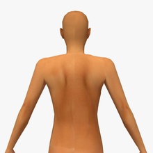nude female Erwachsenen Anatomie Glatze basic Körper Kaukasisch Charakter weiblich Abbildung Mädchen Mensch indracg lady die medizinische Modell nackt Menschen person Haut Frau junge 3d print model - Mito3D
