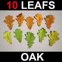 oak leafs autumn bushes cgwarehouse flower foliage garden grass greenery home leaf maple model nature photoreal plant season spring summer tree vray winter 3d print model - Mito3D