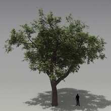 árvore de carvalho ambientes floresta vegetação modelo natureza planta madeira yoggis 3d print model - Mito3D