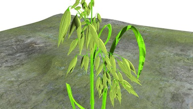 avena impianto activepoly agricoltura di cereali primo piano mais ritagliare farm campo cibo grano erba verde isolare pasto modello naturale la pianta piccola estate bianco 3d print model - Mito3D