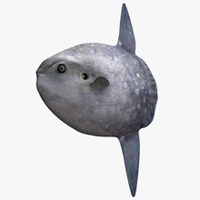 pez luna mola andreas animal criaturas de pescado modelo océano piel mar sol el 3d print model - Mito3D