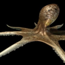 octopusmazip Amphibien Tier aquatic Charakter fantasy Fisch kraken marine Modell monster Ozean octopus octopus-ma zip peteconlon realistisch sind Meer seamonster squid Tentakel 3d print model - Mito3D