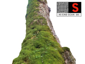 viejo árbol de musgo 8k 3d acacia la ceniza los activos corteza entornos flor bosque silvicultura suelo paisaje hoja madera construcción modelo moss edad planta raíz scan textura vegetación 3d print model - Mito3D