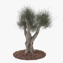 zeytin ağacı 3d şube dekoratif europaea growfx yaprak max model doğa budha bar olivea olivetree organik süs bitki ağaç gövde örtüsü vincentlion vinz3d V-ray'in 3d print model - Mito3D