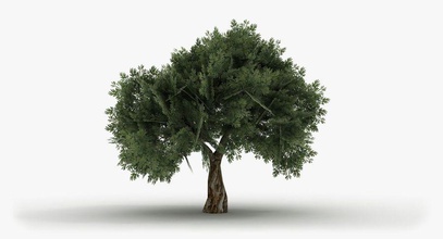 olivier 2 apple l'écorce de la branche verdure feuille modèle nature d'olive opticaldreamsoft l'usine réaliste d'arbre en arbre le tronc végétation 3d print model - Mito3D