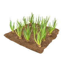 onion 3 growth stages blenderblock farm food growing model nature plant small sprout stage vegetable 3d print model - Mito3D