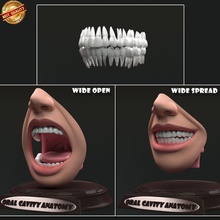 oral cavity anatomy body character dental dentist dentistry dentition fangs glo gum head human incisor lip maxilla medical model mouth orthodontic realistic science snscgworks teeth throat tongue 3d print model - Mito3D