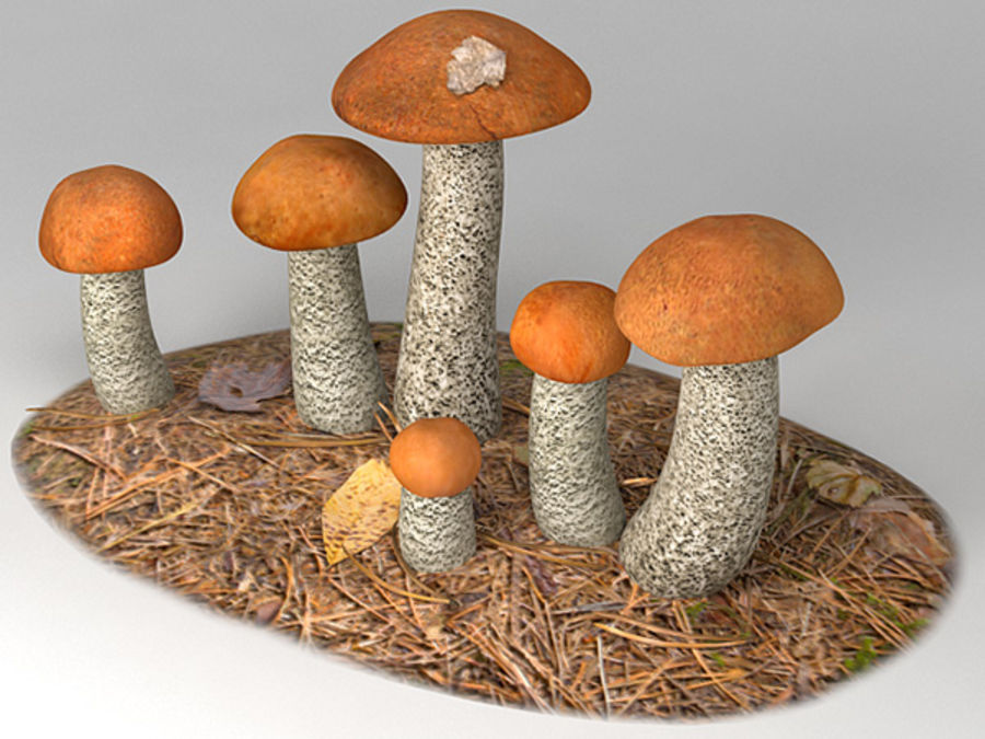 orange bouleau bolet les cèpes cibarius de conifères edulis aliments la forêt champignons naturel nature d'orange organique l'usine petite spawn spore d'arbre en arbre végétarien zbignev 3D print model - Mito3D